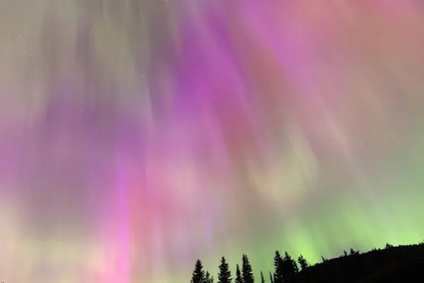 Pink and green aurora over a silhouetted evergreen tree line at night